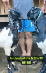 3 pasang bibit kambing etawa kaligesing 5-6 bln 3 jantan 3 betina puas