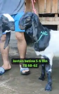 3 pasang bibit kambing etawa kaligesing 5-6 bln 3 jantan 3 betina puas
