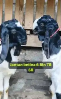 3 pasang bibit kambing etawa kaligesing 5-6 bln 3 jantan 3 betina puas