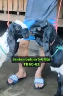 3 pasang bakalan kambing etawa kaligesing 5-6 bln 3 jantan 3 betina ok