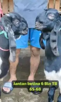 3 pasang bakalan kambing etawa kaligesing 5-6 bulan siap ternak manteb