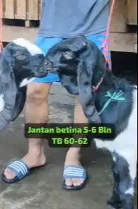 3 pasang bakalan kambing etawa kaligesing 5-6 bulan siap ternak manteb