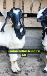 3 pasang bakalan kambing etawa kaligesing 5-6 bulan siap ternak manteb