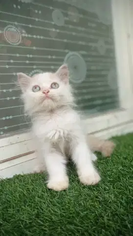 Kitten flatnose