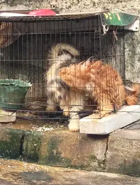 Anjing 2 ekor bawa aja seikhlasnya