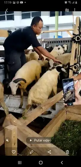 Jual domba kambing untuk  aqiqah