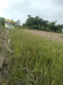 tanah kavling murah