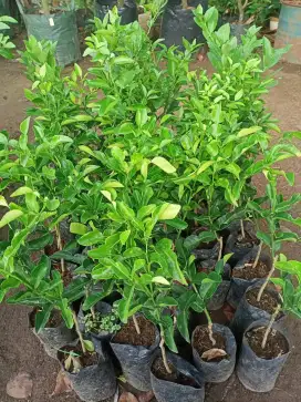 Bibit jeruk purut