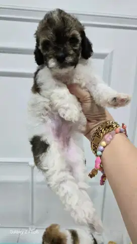Anaakan Poodle Party Murahh