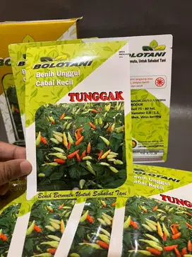 BENIH UNGGUL CABAI