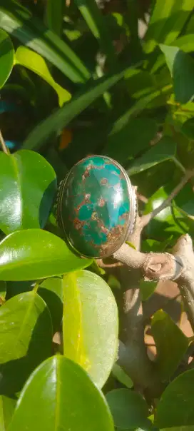 PIRUS PERSIA HIJAU