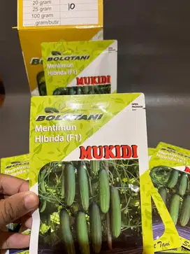 BENIH UNGGUL MENTIMUN HIBRIDA