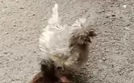 Bismillah..  Jual Ayam Hias : Silky , Polan , Serama