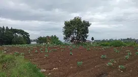 kavling setiabudi regency ada view bagus