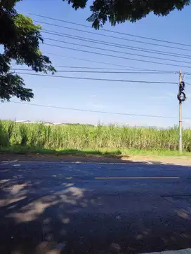 Disewakan lahan tebu 8ha Situbondo