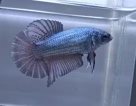 ikan cupang betina giant coper big size Bo 6 Cm