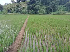 Tanah sawah murah lokasi pamulihan sumedang