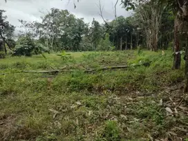DIJUAL TANAH KEBUN JALAN PADAT KARYA TALANG BULUH BANYUASIN