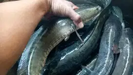 Hidangan bergizi gabus konsumsi