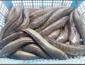 Makanan langka paska operasi