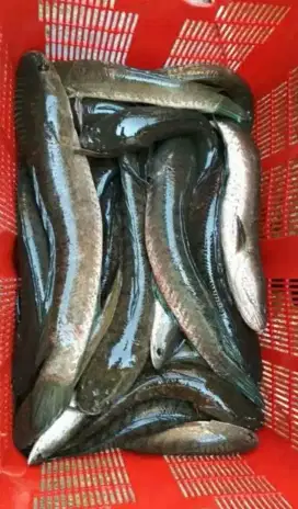 Tersedia gabus konsumsi makanan usai operasi