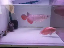 Arwana Golden red bluebase