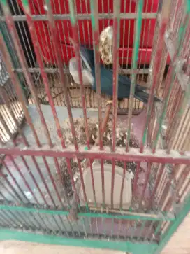 Jual burung raja perling purtotal