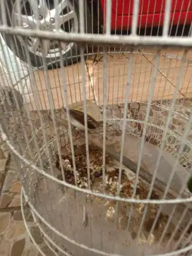 Jual burung kapas kemiri
