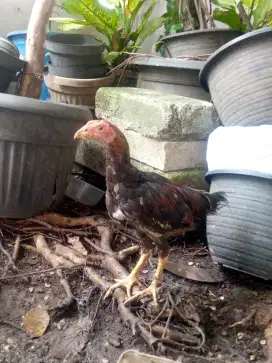 Ayam Bangkok buat bahan