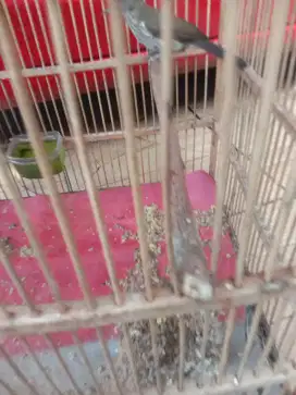Jual burung siri siri kecil