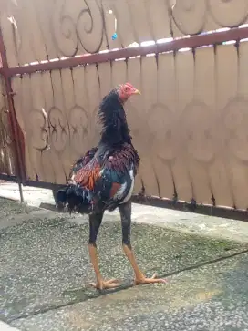 Ayam Bangkok body tinggi