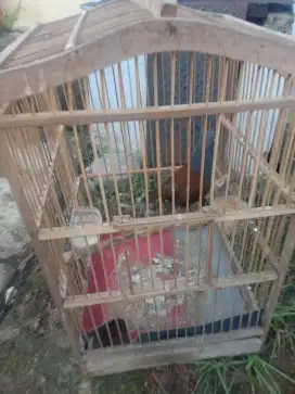 Jual burung poksay mantei sdh bunyi