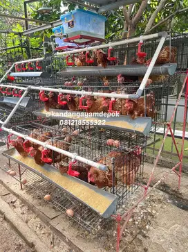 Ayam petelur umur 25-30 minggu