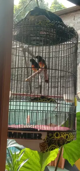 Murai sepasang mahar barter/tt