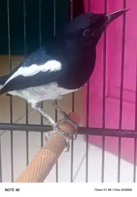 Jual Burung kacer