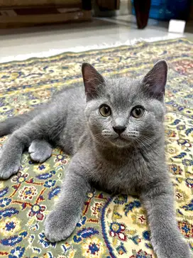 KUCING BSH BLUE