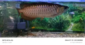 Di jual ikan Arwana Golden Red