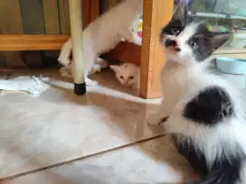 Kitten 2,5bln Betina n jantan