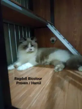 Ragdoll Bicolour Betina Pure Sedang Hamil sudah vaksin f3