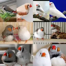 Zebra Finch Aussy