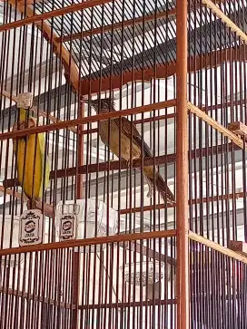 Kapas tembak eks dempetan murai LB kenari harian rajin dan akrif
