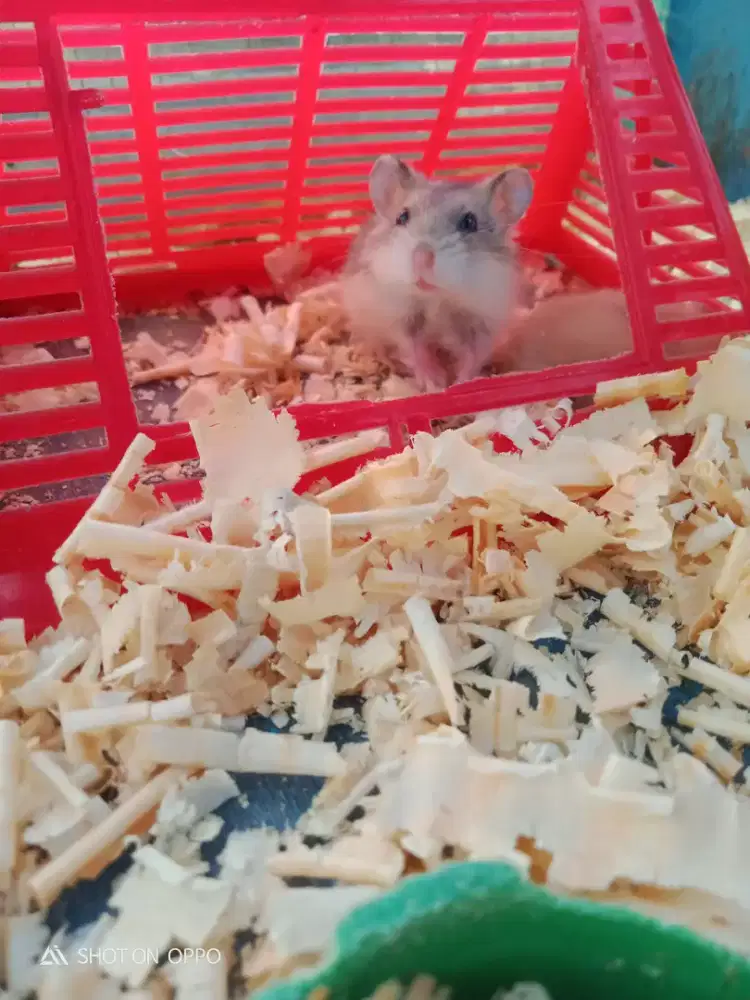 HAMSTER CAMPBELL