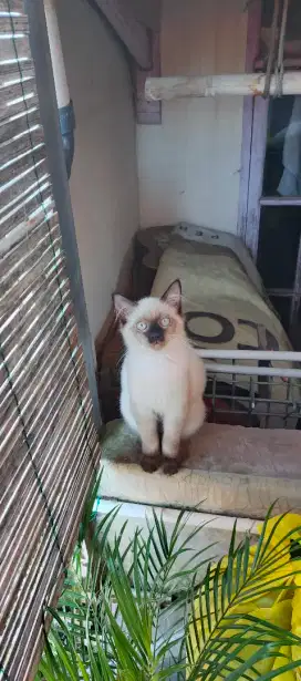 Kucing himalaya 5 bulan betina