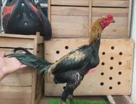 Ayam pakhoy mudo ngalung