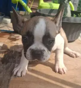 Anjing Frenchbulldog