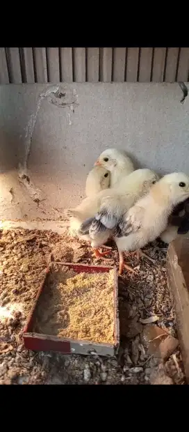 Anakan ayam kate