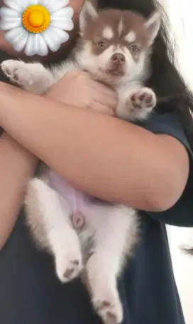 Dijual anak anjing Siberian husky