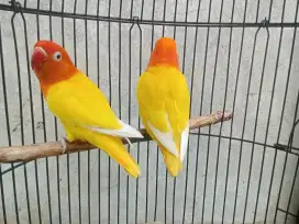 1 Pasang Biola Lutino Retina Merah