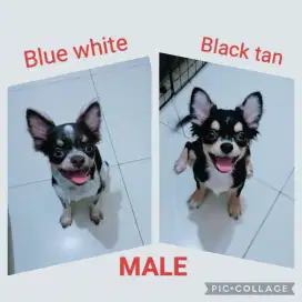 Jual chh jantan
