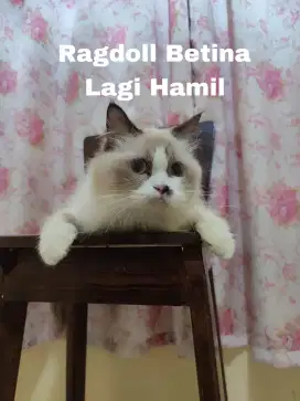 Kucing Ragdoll Bicolour Sedang HAMIL Vaksin F3